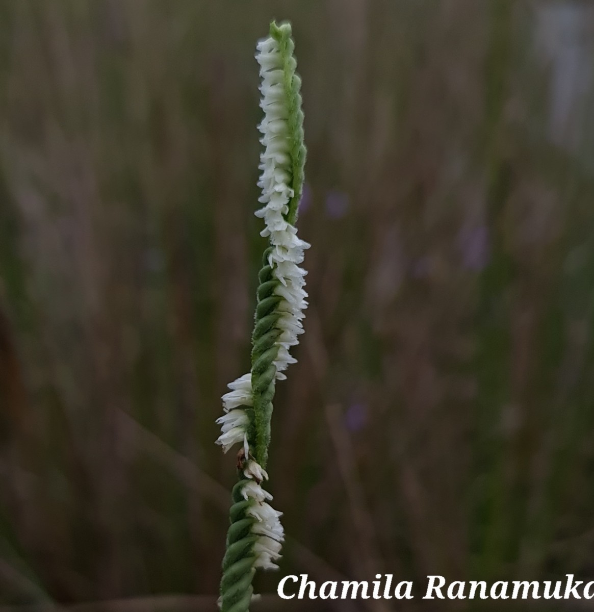 Spiranthes flexuosa (Sm.) Lindl.